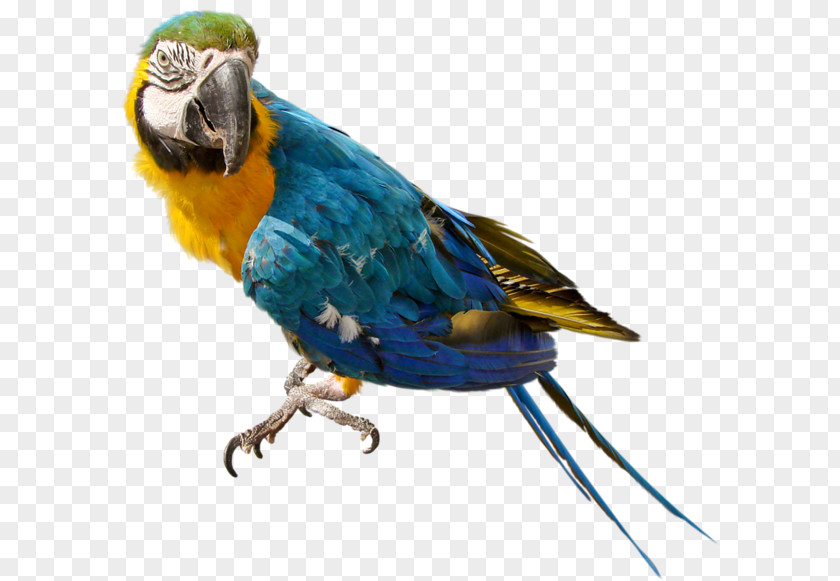 Macaw Parrots Of New Guinea Bird Cockatiel Budgerigar PNG