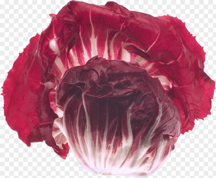 Morden Food Cabbage Vegetable Garden Roses PNG