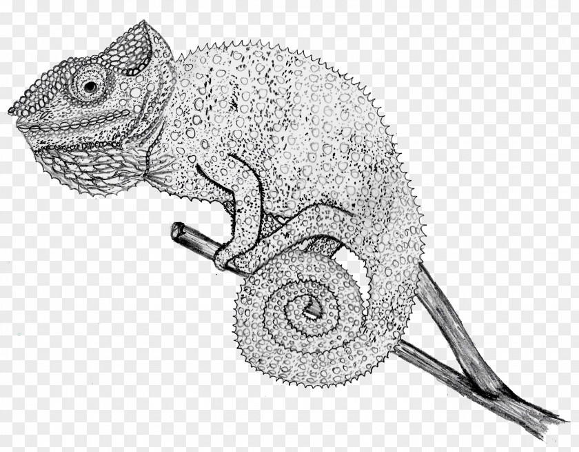 Pencil Chameleons Line Art Iguanomorpha Drawing Reptile PNG