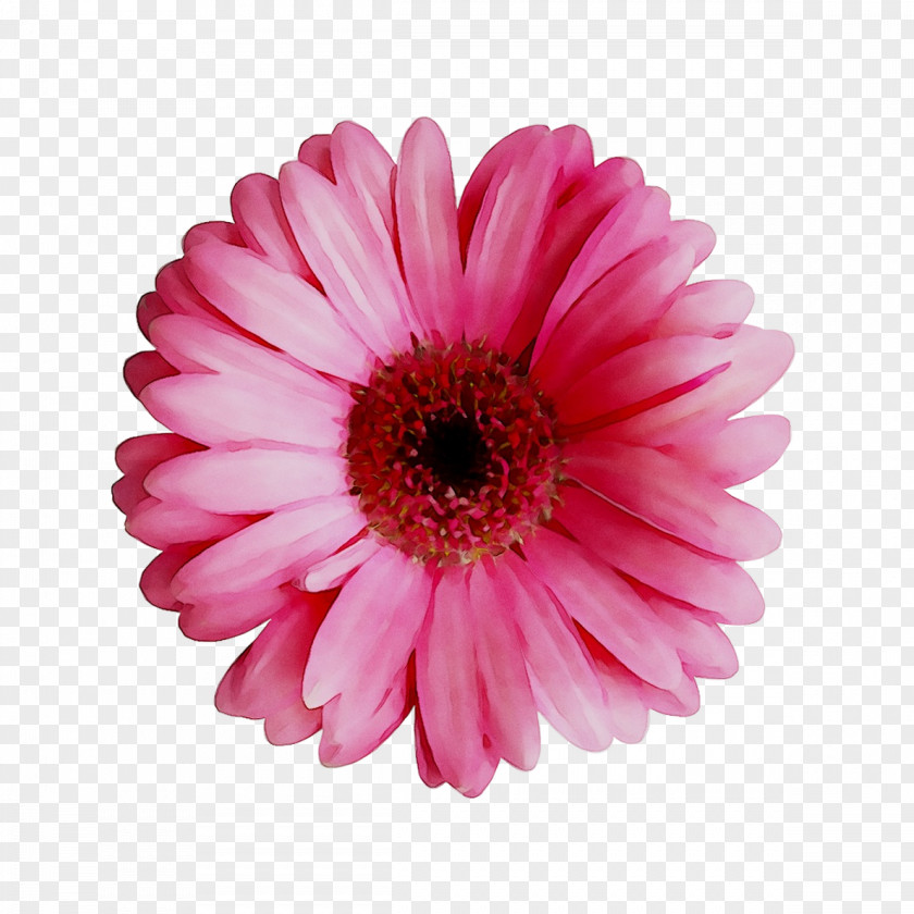 Transvaal Daisy Cut Flowers Annual Plant Pink M PNG