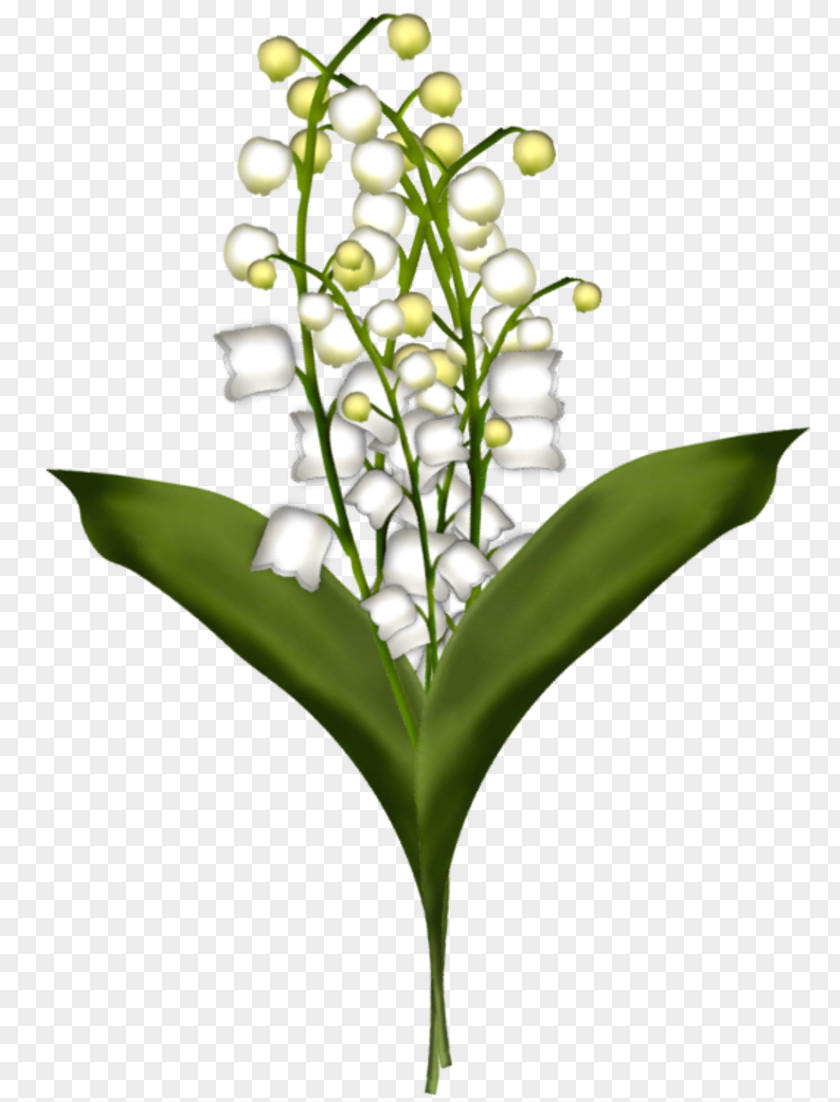 Flower Cut Flowers Lily Of The Valley Drawing Plant Stem PNG