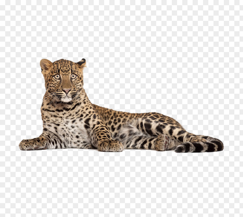 Leopard Photography Download PNG