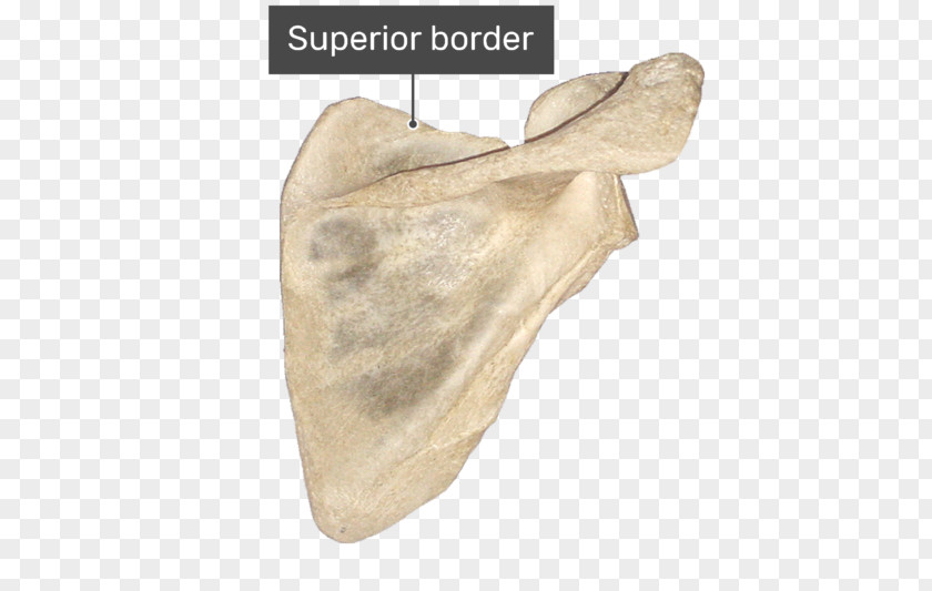 Smart Border Spine Of Scapula Supraspinatous Fossa Infraspinatous Infraglenoid Tubercle PNG