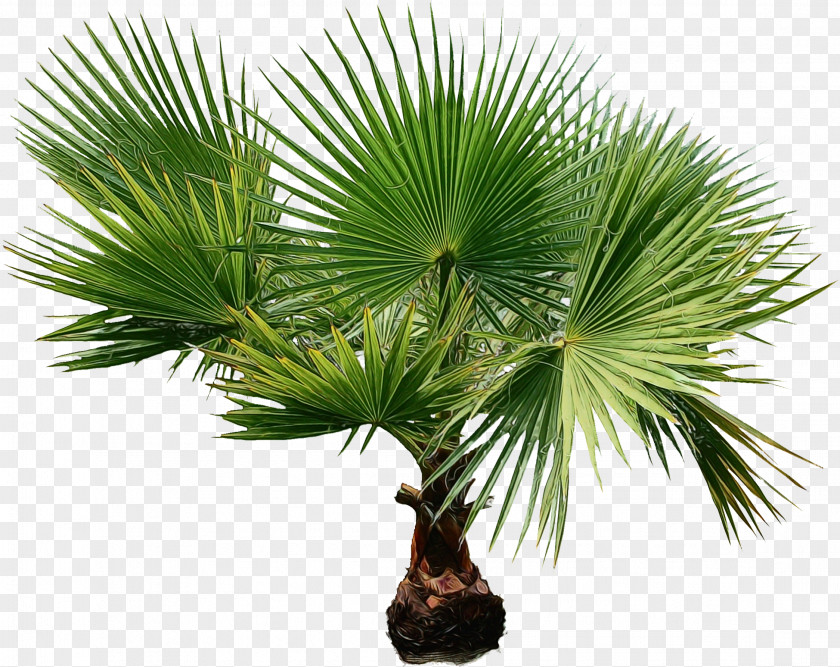 Woody Plant Houseplant Palm Tree PNG