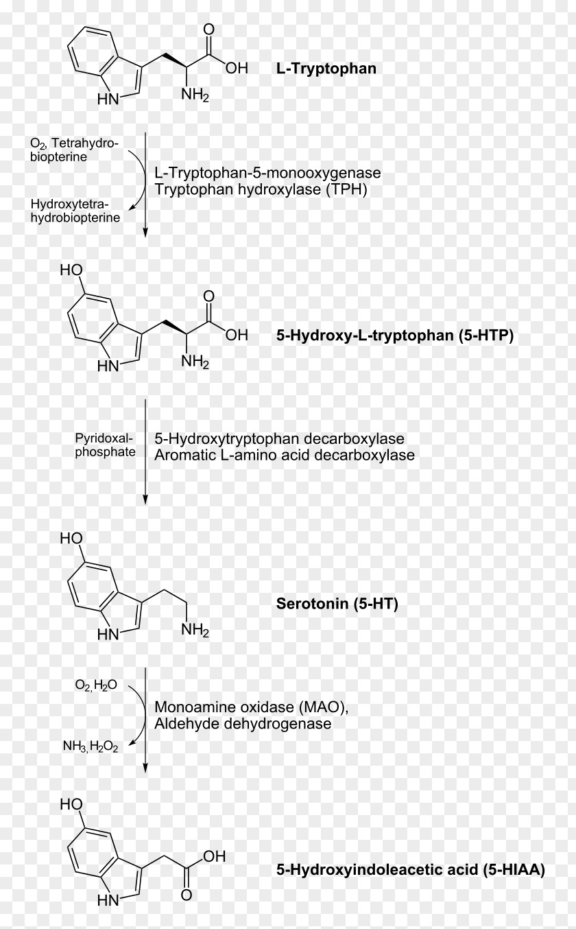 Aromatic L-amino Acid Decarboxylase Decarboxylation Serotonin Dopamine Levodopa PNG