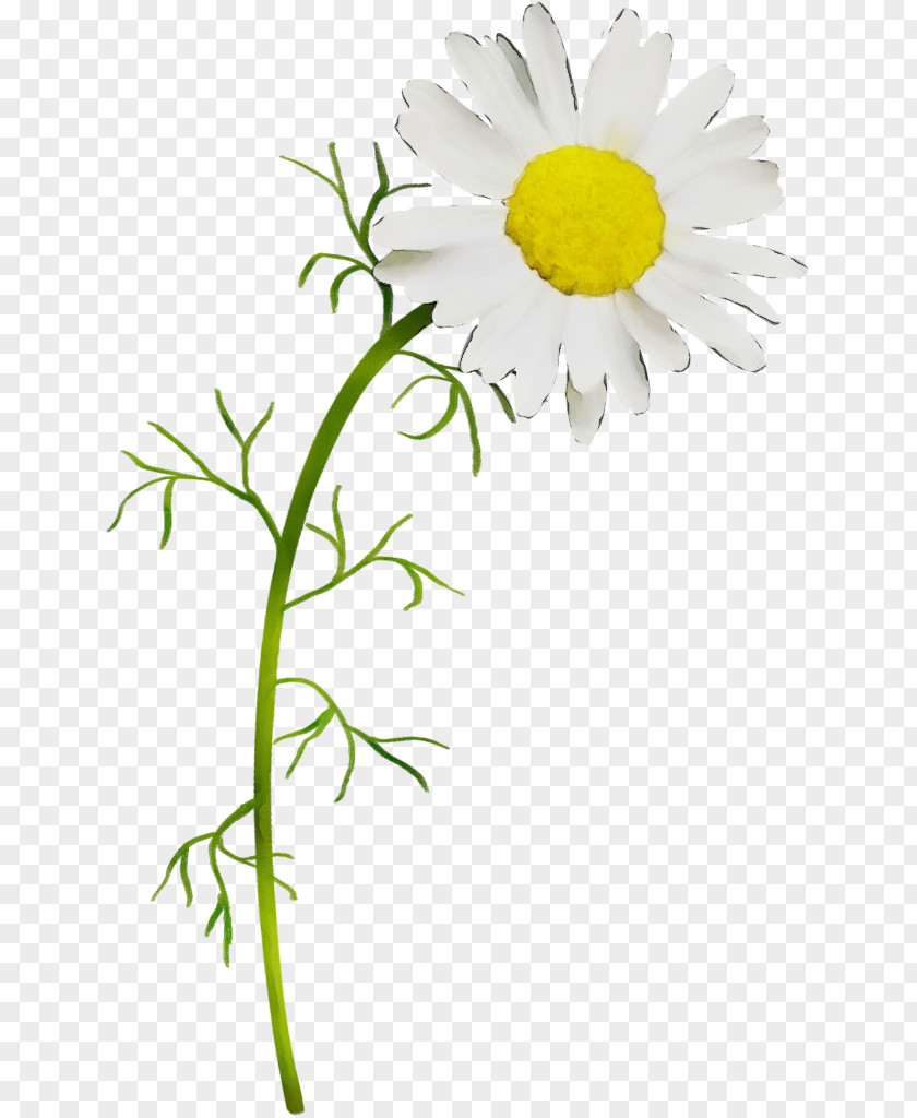 Chamomile Clip Art Common Daisy Flower PNG
