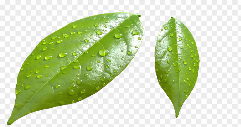 Dew Drop Water PNG