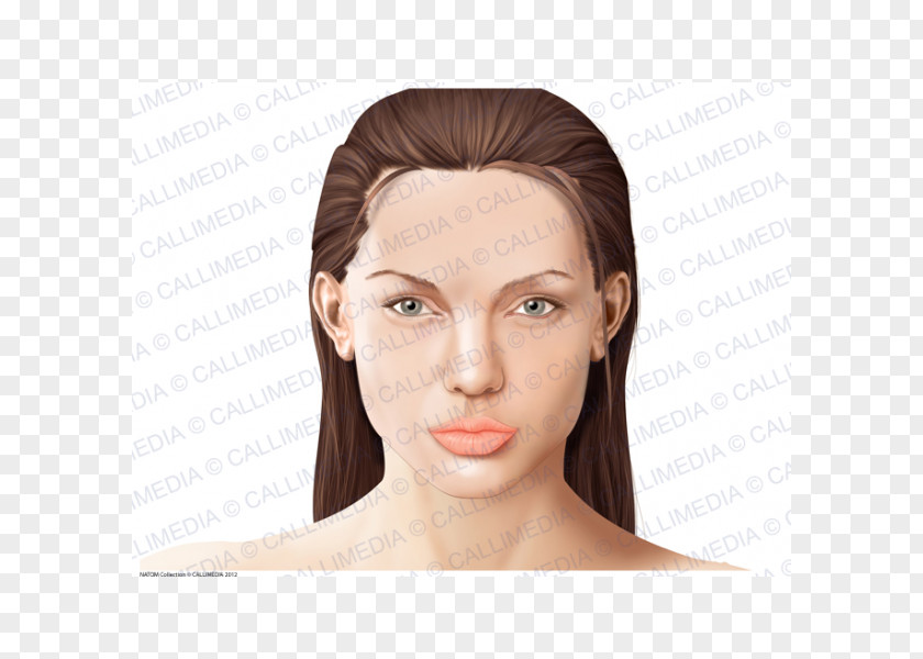 Face Anatomy Head Physiology Human Body PNG