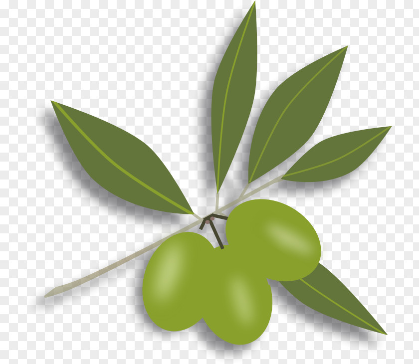 Green Olive Oil Leaf Clip Art PNG