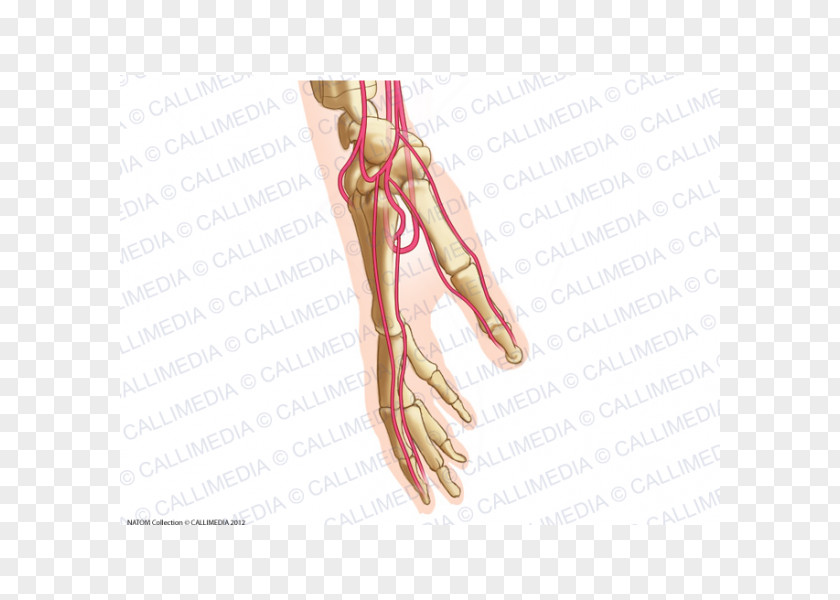 Hand Thumb Finger Artery Common Palmar Digital Arteries PNG