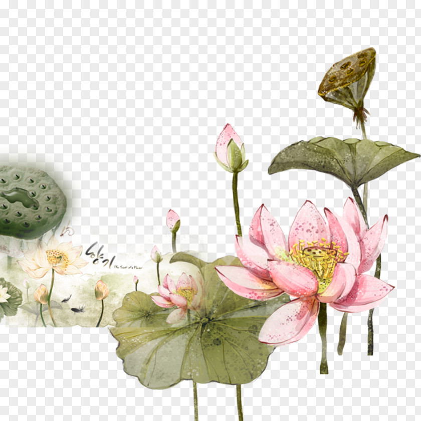 Lotus Cars Nelumbo Nucifera 2012 Evora If(we) Illustration PNG