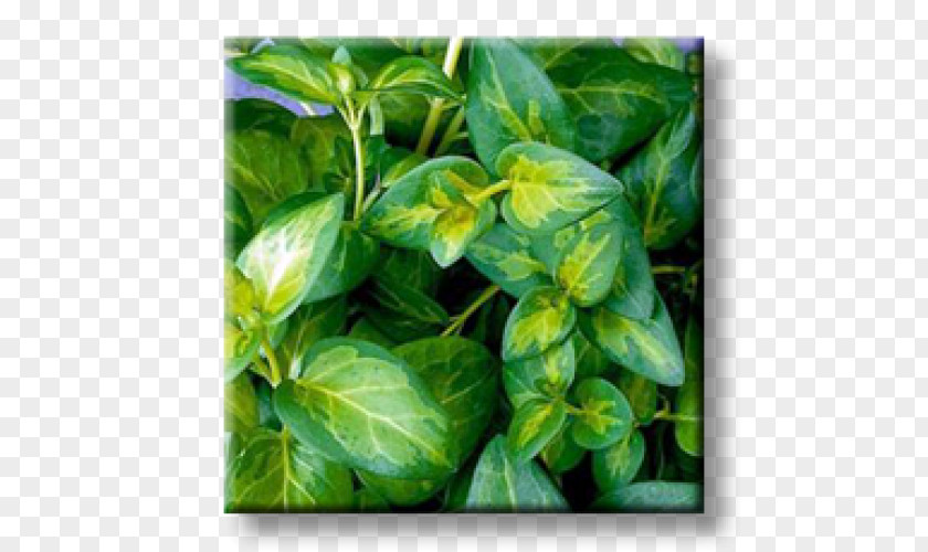 Plant Greater Periwinkle Myrtle Garden Evergreen Perennial PNG