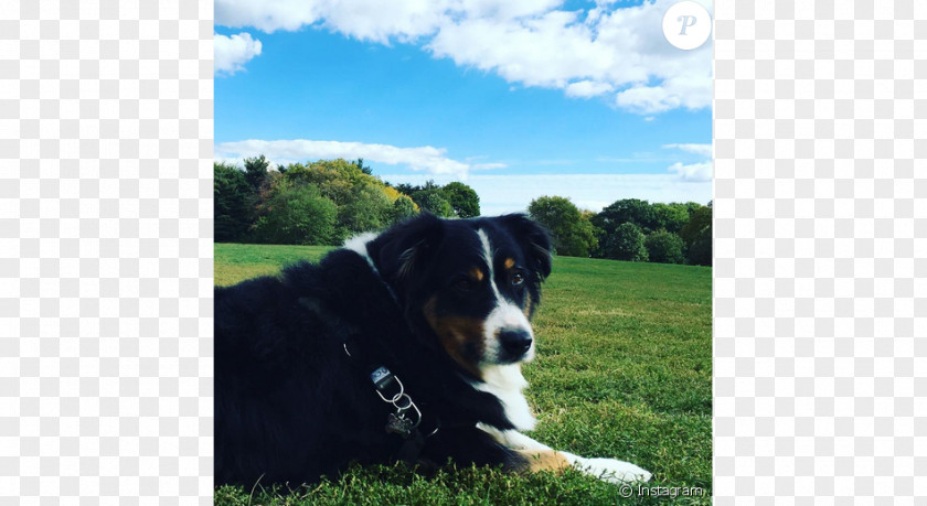 Puppy Dog Breed Greater Swiss Mountain Entlebucher Bernese Appenzeller Sennenhund PNG