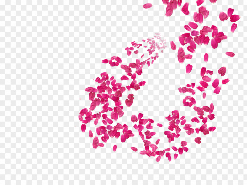Rose Sketch Petal Flower Pink Image PNG
