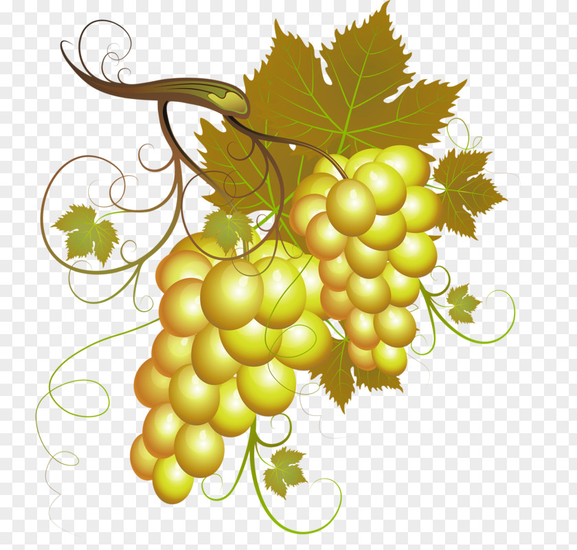 Two Bunches Of Grapes Grape Download PNG