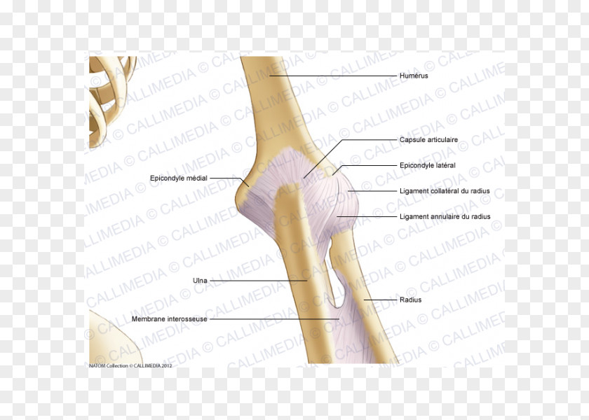 Abdomen Thumb Elbow Joint Capsule Bone PNG