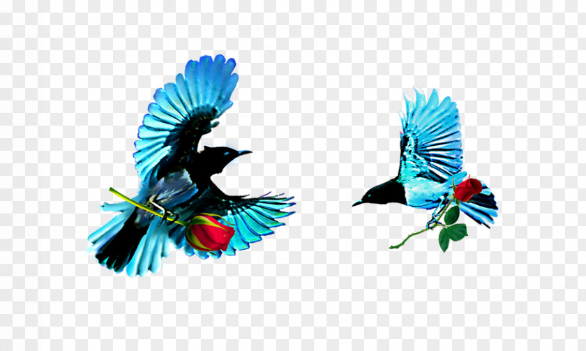 Blue Birds Bird Download Computer File PNG