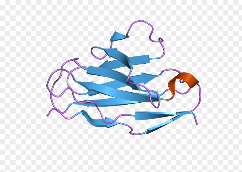 European Bioinformatics Institute Intermediate Filament Glial Fibrillary Acidic Protein Microtubule PNG