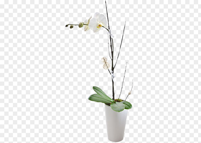 Flower Floristry Moth Orchids Bouquet PNG