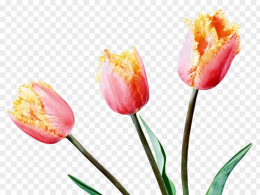 Flower Tulip Petal Plant Cut Flowers PNG