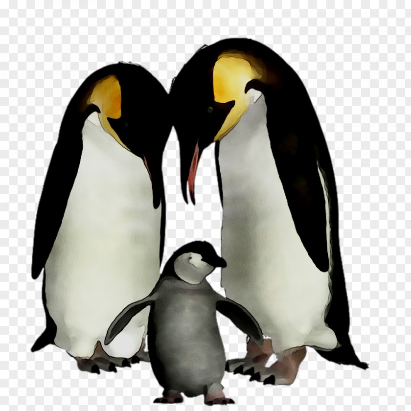 King Penguin Beak PNG