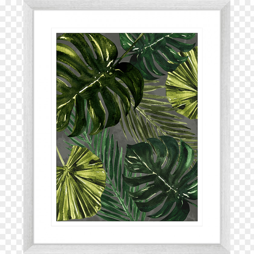 Monstera Picture Frames Leaf Tree Plant PNG