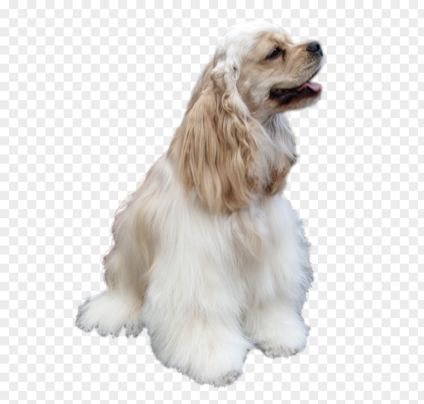 Puppy American Cocker Spaniel English Companion Dog PNG