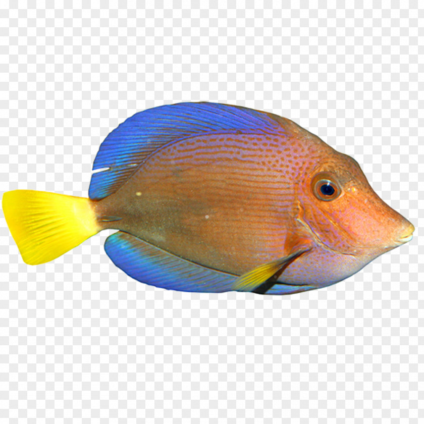Swimming Tropical Fish PNG