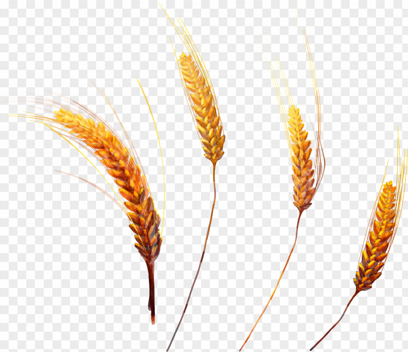 Wheat Grasses Megabyte Clip Art PNG