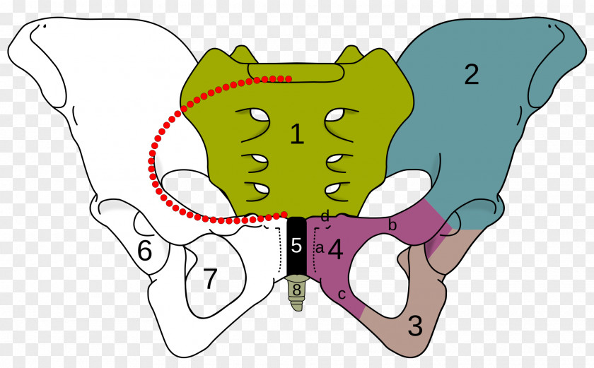 Girdle Ischiopubic Ramus Obturator Foramen Pubis Superior Pubic Inferior PNG