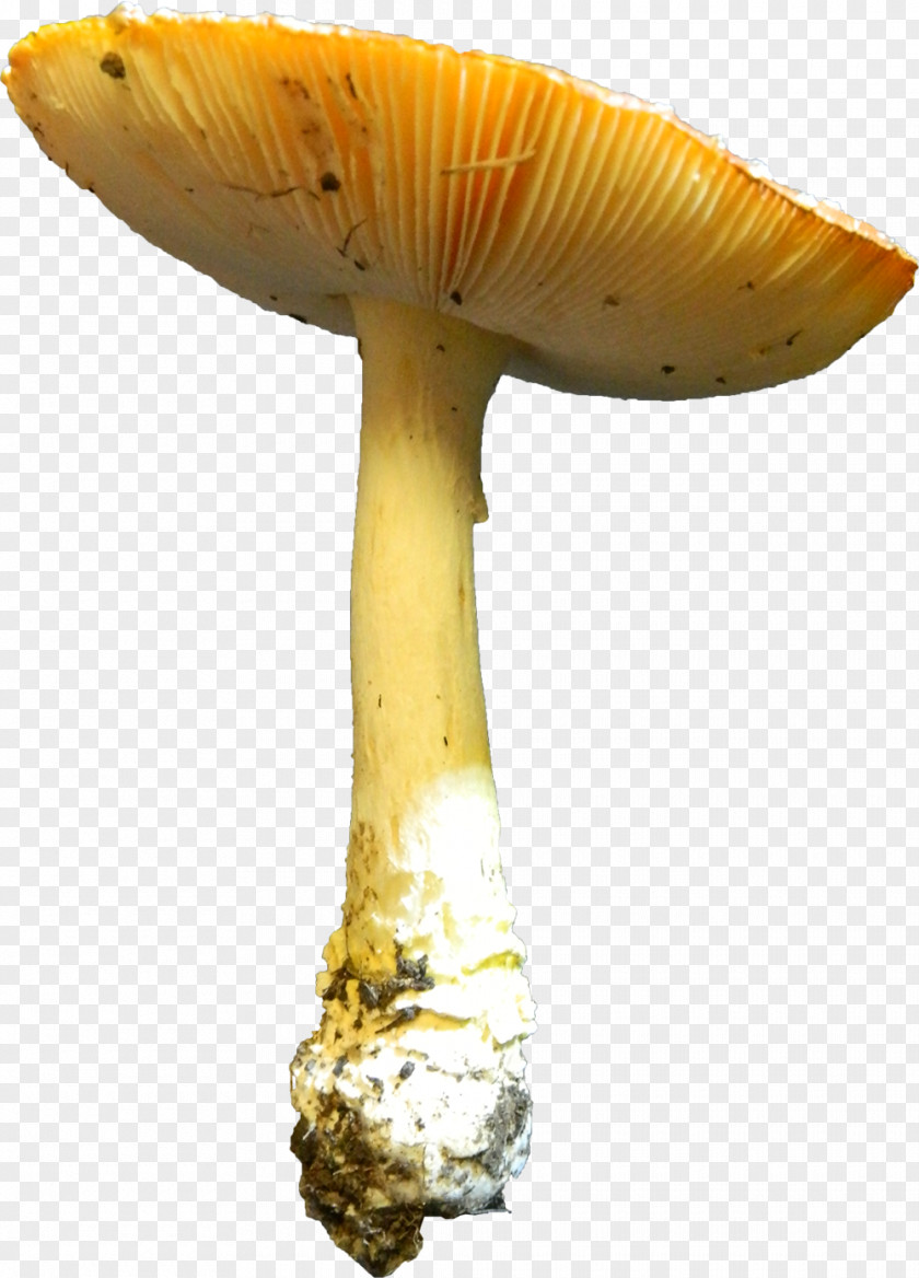 Mushroom Edible Photography DeviantArt Medicinal Fungi PNG