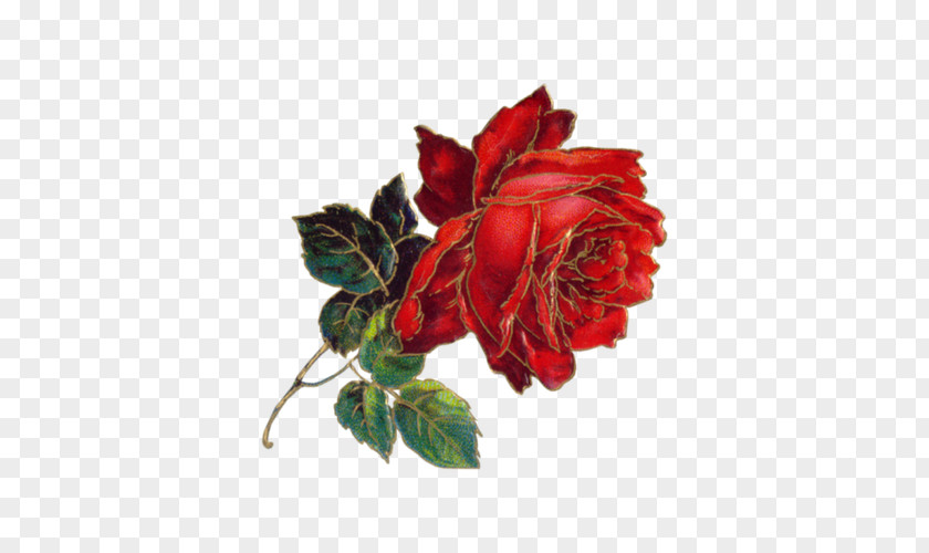 Painted A Big Red Peony Flower Victorian Era Bokmxe4rke Antique PNG