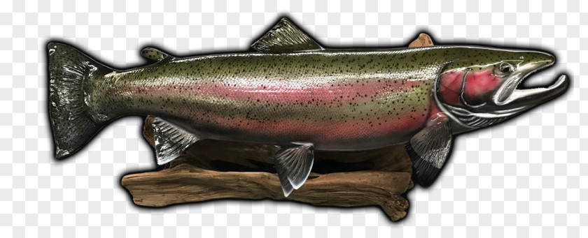 Rainbow Trout Coho Salmon Fish Museum PNG