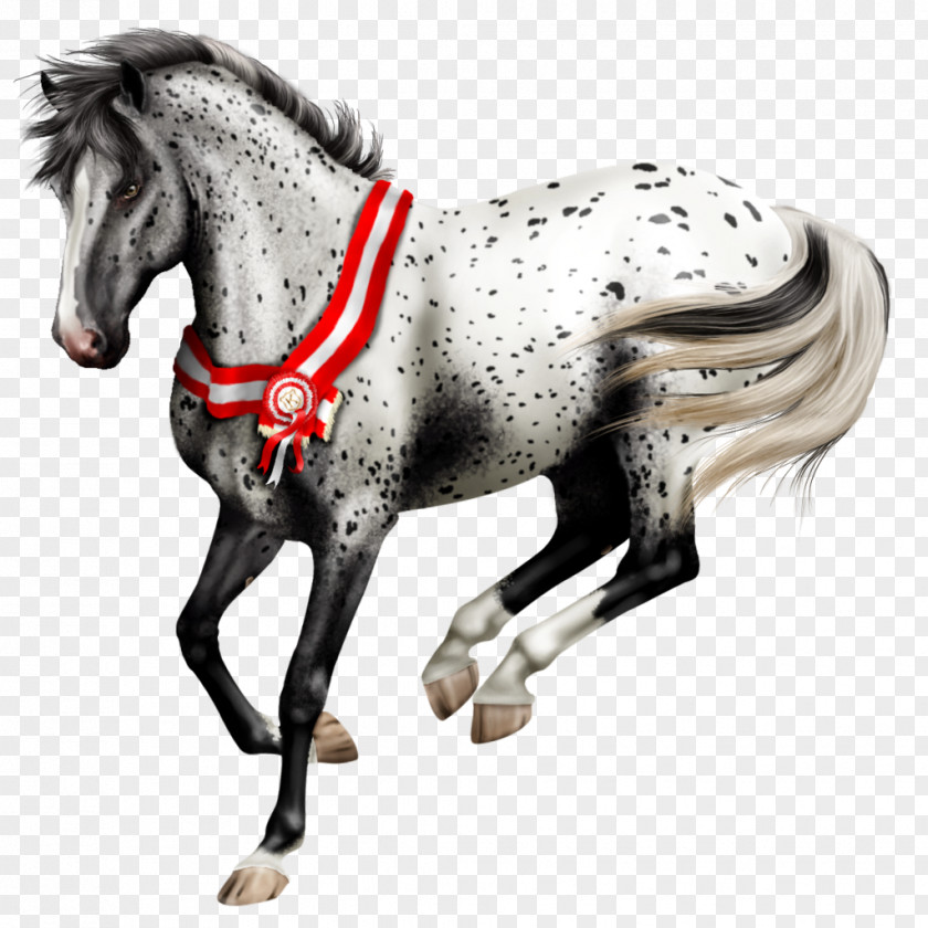 The Horse Exempts Stallion Knabstrupper Pony Colt Drawing PNG
