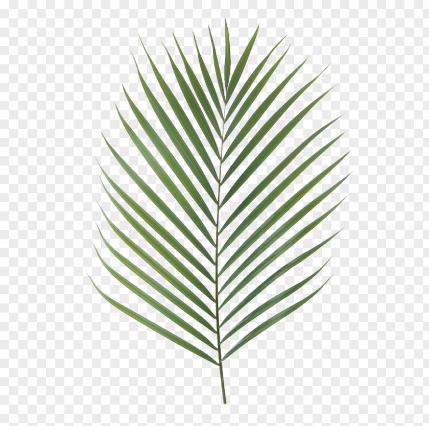 Areca Palm Canary Island Date Branch Artificial Flower Leaf Chamaerops PNG