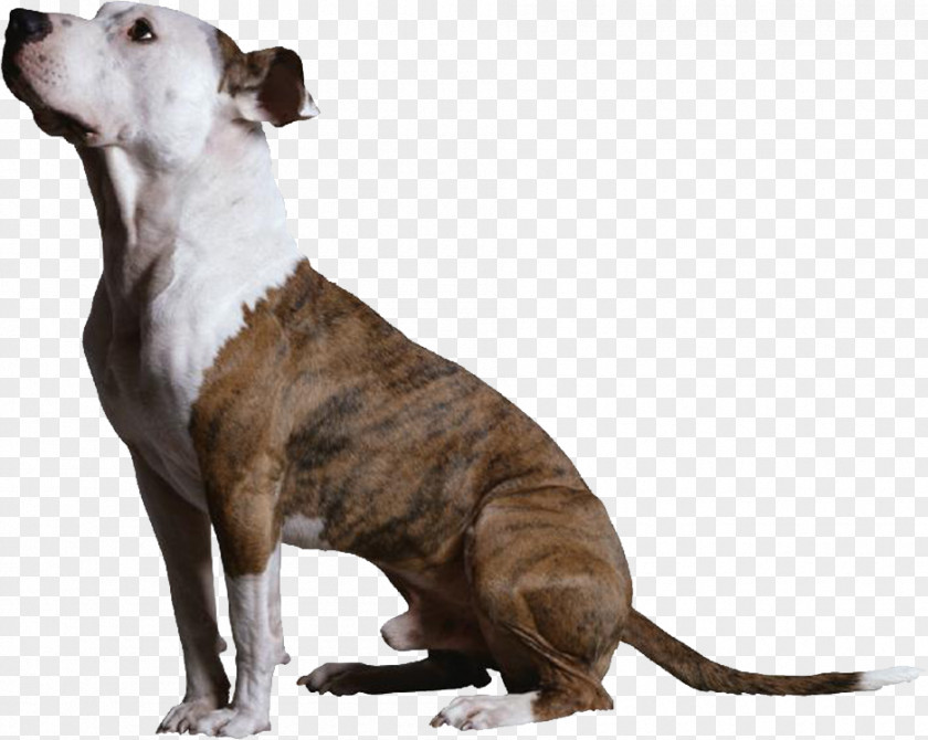 Brown Dog Clicker Training For Obedience: Shaping Top Performance--positively Dogs Quick Clicks: Fast And Fun Behaviors To Teach Your With A Amazon.com PNG
