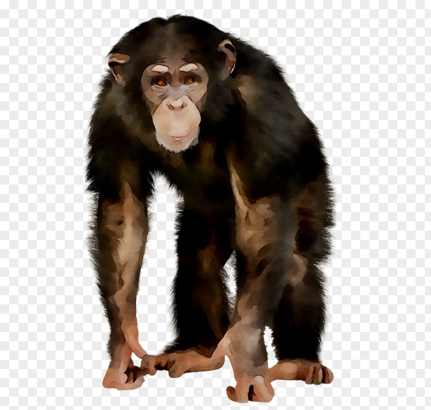 Chimpanzee Primate Western Gorilla Monkey Mammal PNG