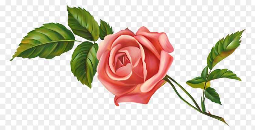 Flower Garden Roses Centifolia Clip Art PNG