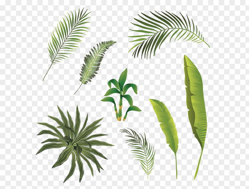 Leaf Plant Stem Tropics PNG