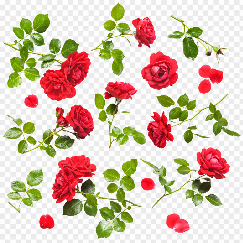 Red Rose Stock Photography Flower Drop Clip Art PNG