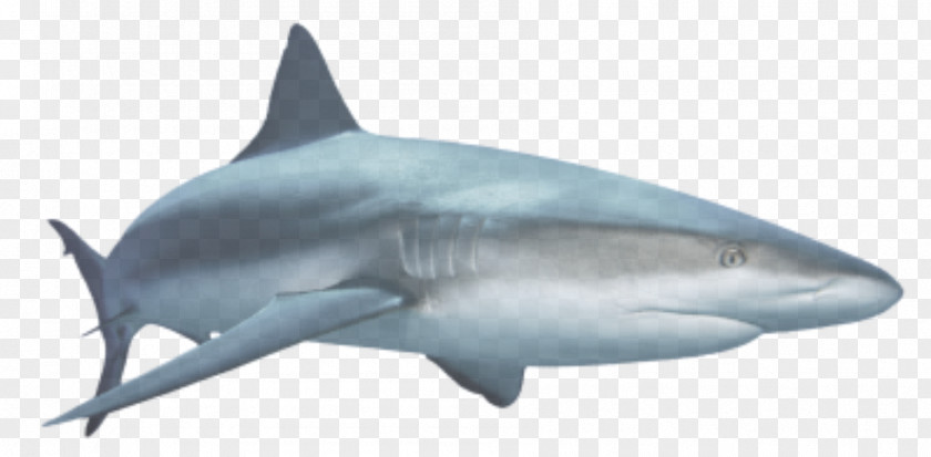 Shark Great White Royalty-free Clip Art PNG