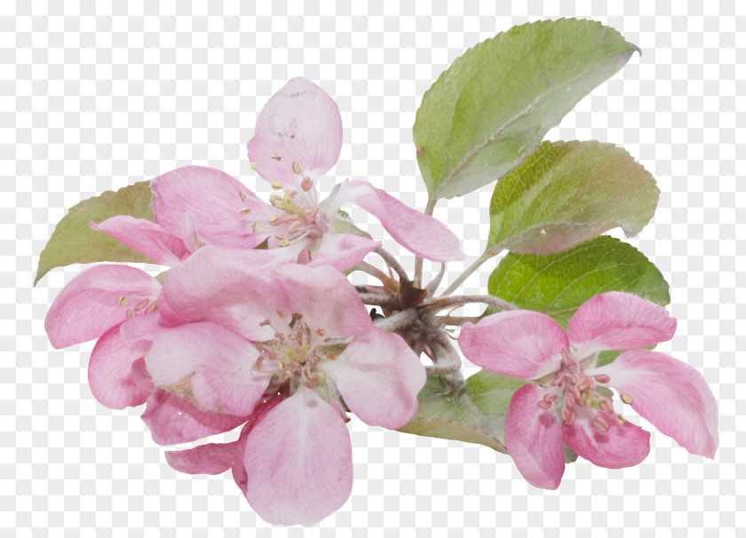 Spa Model Blossom Flower Apples Clip Art PNG