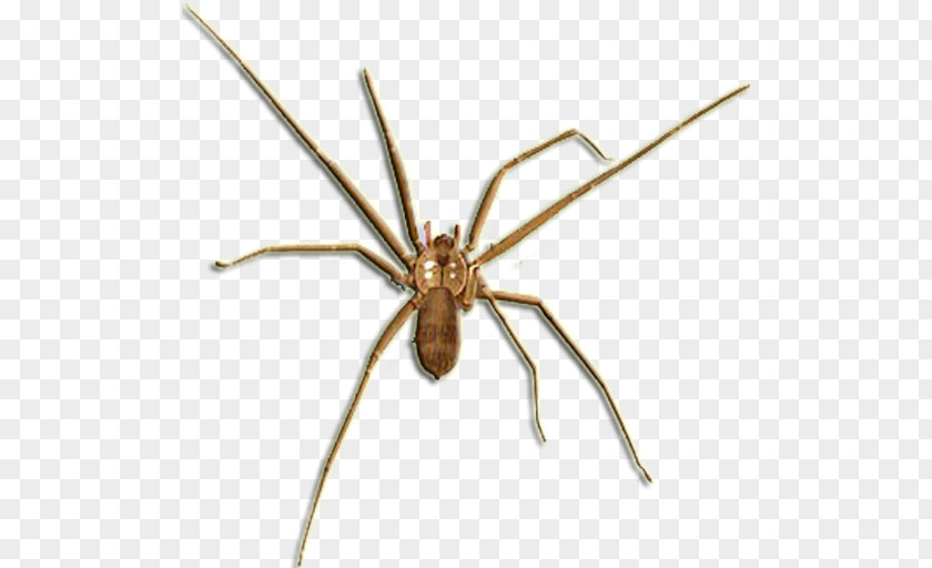 Spider Barn Widow Spiders Brown Recluse Wolf PNG