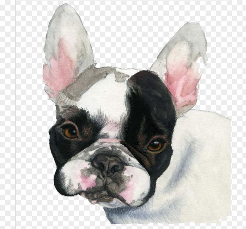 Black Bulldog French Puppy Watercolor Painting PNG