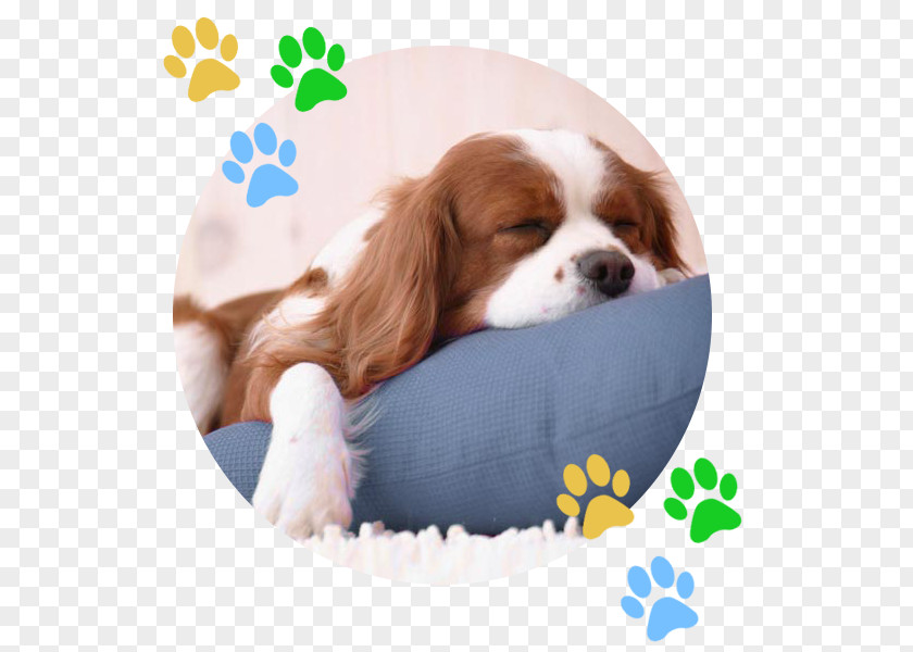 Cat Cavalier King Charles Spaniel Puppy English Cocker PNG