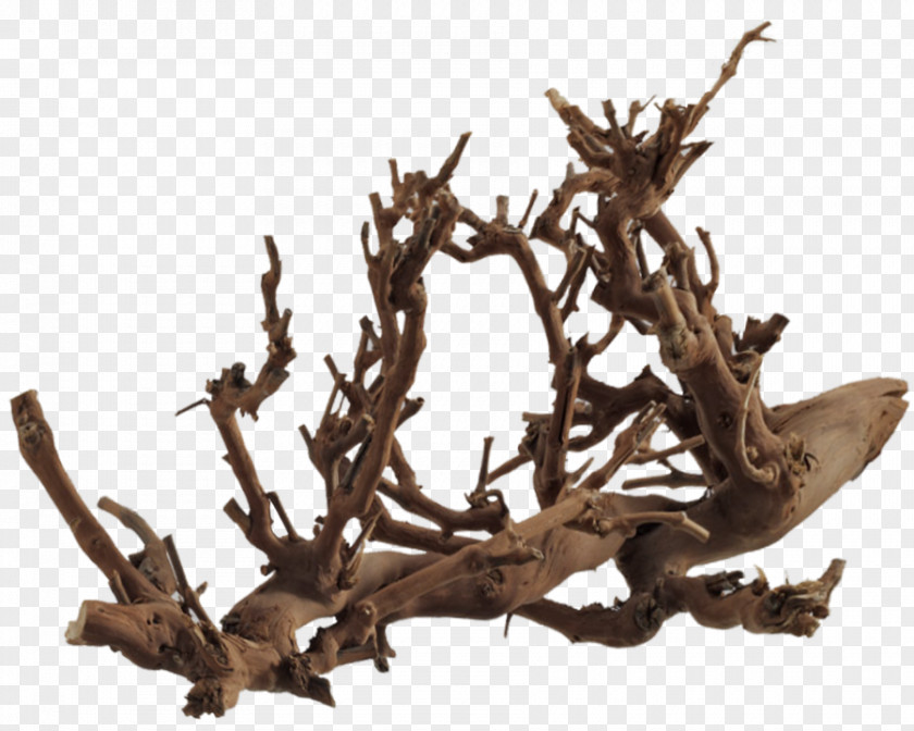 Root Tree Roots Photography PNG