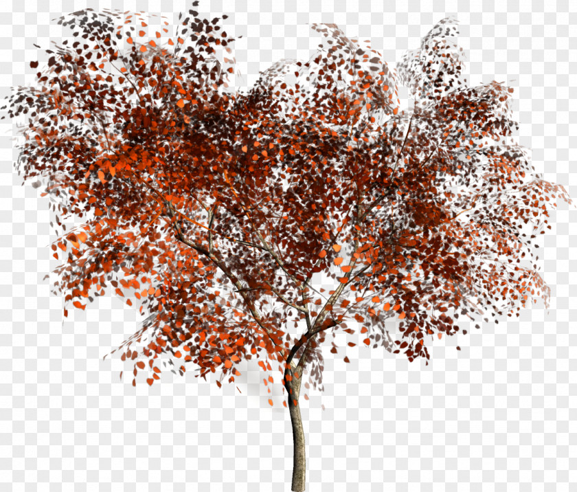 Tree Information Woody Plant Clip Art PNG