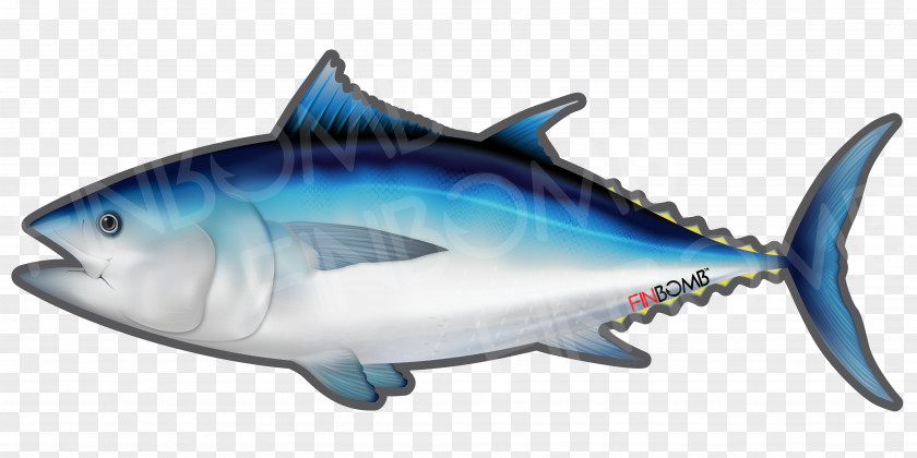 Tuna Thunnus Sushi Yellowfin Atlantic Bluefin Fish PNG