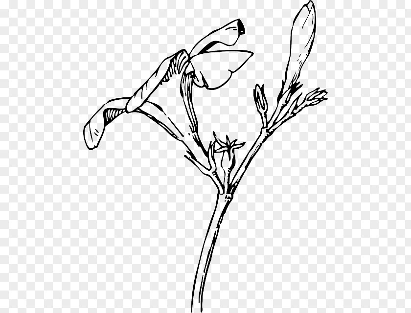 Flower Drawing Nature And Design; Oleander Bud Clip Art PNG
