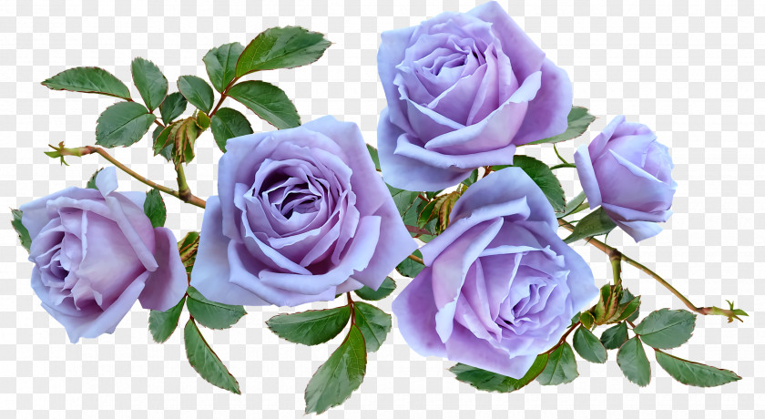 Garden Roses PNG